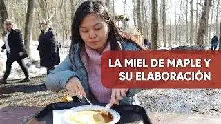 ¿CÓMO SE EXTRAE LA MIEL DE MAPLE? 🤤 | De Peru 🇵🇪 a Canadá 🇨🇦