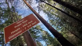 World's Tallest Sugar Pine