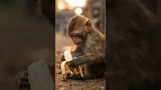 sad monkey!#sad #imotional #cartoon #monkey #viral #shorts #trending #funny #animals #aivideo