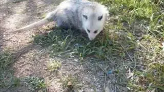 My Pet Opossum, Crash