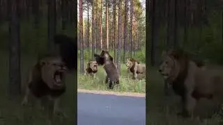 Guardian Of The Forest Bear Rescues Woman And Cub