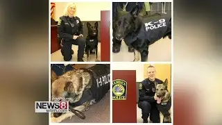 Hamden police dogs get bullet and stab-proof vests