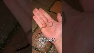 Free and EASY way to get EARTHWORMS for your Garden! #earthworms