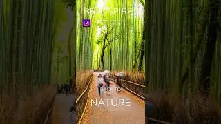 Harmony of Serenity: 432Hz Bamboo Forest Meditation #shorts
