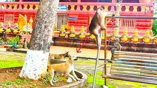 Unexpected Friendship! Monkey and Dog Share the Sweetest Bond