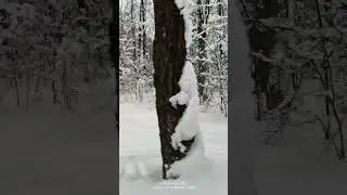 Прогулка в лесопарке/Walk in the forest park   13.01.2026   #shorts