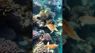 A Ginger cat Scuba diving with fishes #scubadiving #catshorts #swimmingcat #herocat