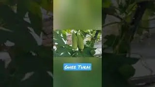 Ghee turai climbing plant (bel) #shorts #backyardchickens #youtubeshorts