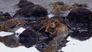 Uncovering the Common Snipe: Secrets of the Elusive Wetland Bird