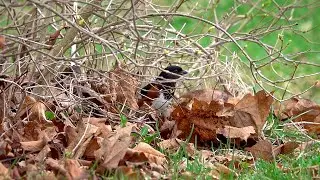 Eastern Towhee: Diet and Foraging (26 April 2025)