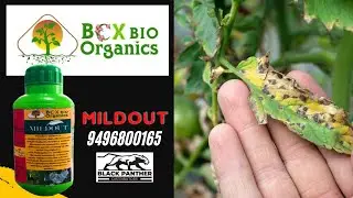 Mildout a solution for Root rot disease, Powdery mildews, leaf spots etc.