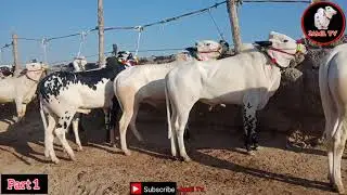 Mandra Mandi Rawat ll Mandra Mandi with Rate ll Dhani Bail ll jamiltv