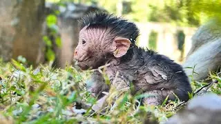 this is real life just born today but adorable new born baby monkey Elma can get up strongly