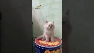 open adopsi kucing himalaya