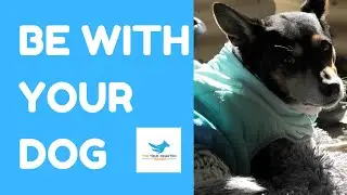 WHY DOES MY DOG FOLLOW ME EVERYWHERE? | WHAT DO DOGS LIKE? | HOW DOGS LOVE US | WHY DOGS LOVE US