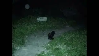 stray cats