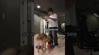Buying A Giant Chuck It Ball For My Dog