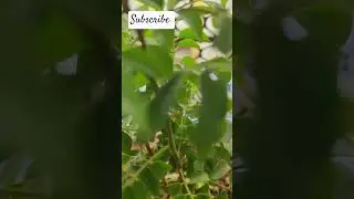 Small plant... ☘️ indoor plants ☘️☘️☘️