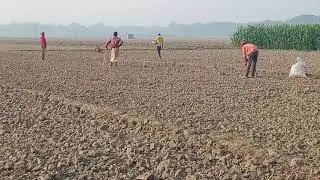 Mukhi Kachu Planting in This Season | Taro Root Farming Step by Step