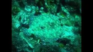 Peacock Flounder Mating