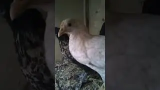 chill time of my hens