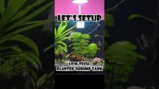 Planted Shrimp Tank Setup | Am Aquarist #amaquarist #shorts #youtubeshorts #ytshorts #trending