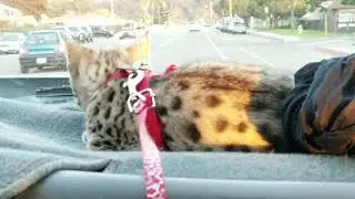 Chill F4 Savannah kitten going for a dashboard ride
