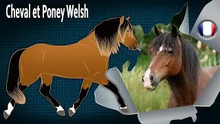 Cheval et Poney Welsh, des chevaux considérés comme d'excellents améliorateurs, Races de chevaux
