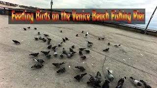 Bike Ride to the Venice Beach Fishing Pier California