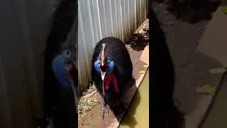El sonido del Casuarius , el ave m&aacute;s mort&iacute;fera del mundo