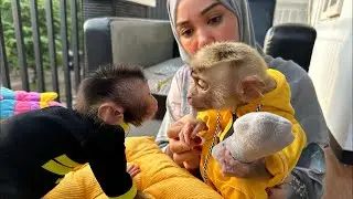 Mommy trains Monkey Alpha to be patient when accompanying Newborn Baby Monkey Dino