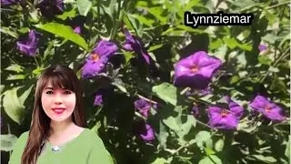 My blue potato bush plant