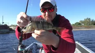 Ešeriai kiekvienu metimu. Rudeninis ''ŽORAS'' prasidejo!!! Kokie kibiausi mano fishup guminukai?