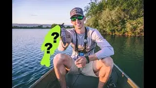 I Caught my FIRST SWIM BAIT FISH!!!