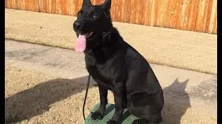 Shadow - German Shepherd - Tulsa Board and Train prproj