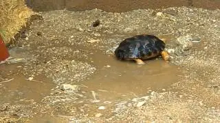 Khufu The Desert Tortoise does the Rain Dance, or Butt Dance