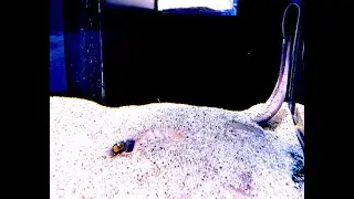 ヒラタエイ　Sepia stingray　Urolophus aurantiacus