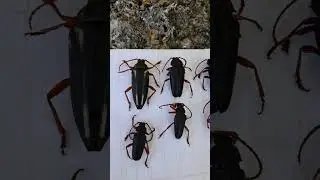 Awesome Florida Keys Collecting!!!