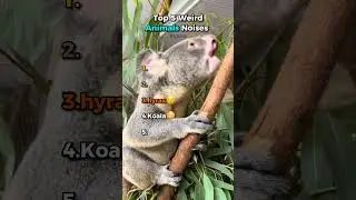 Top 5 Weird Animals Noises You've Never Heard🤯 #shorts