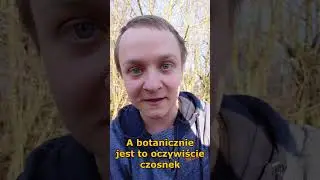 Dziki szczypior rośnie w chaszczach - zbieraj #shorts