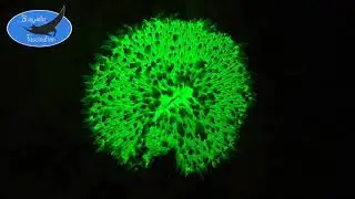 Fluorescent Coral - Stock Footage Trailer