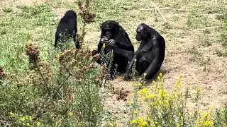 Bonobo love