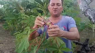My cassava has a disease #farm
