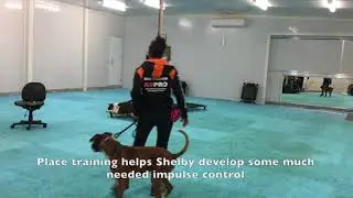 Shelby - Aggressive Border Collie