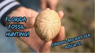 Florida Fossil Hunting for Ancient Sea Biscuits and Sand Dollars! (Echinoids)