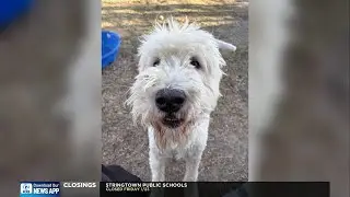 Talk of the Town: Paws N Ada Animal Shelter