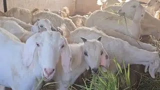 Surati Goat Farming