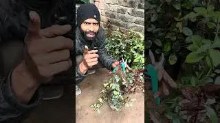 गुलाब के पौधे की देखभाल Jyada Phool Kaise len Jaane is video mein #roseplantcare #roseplant  ￼ ￼