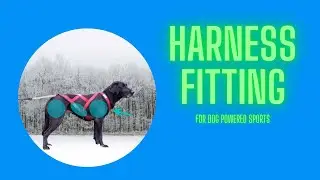 Harness Fitting for Dog Powered Sports