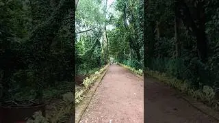 Daringibadi Coffee farming 🧺🌄🤩🥰😱#travel #blogger #nature